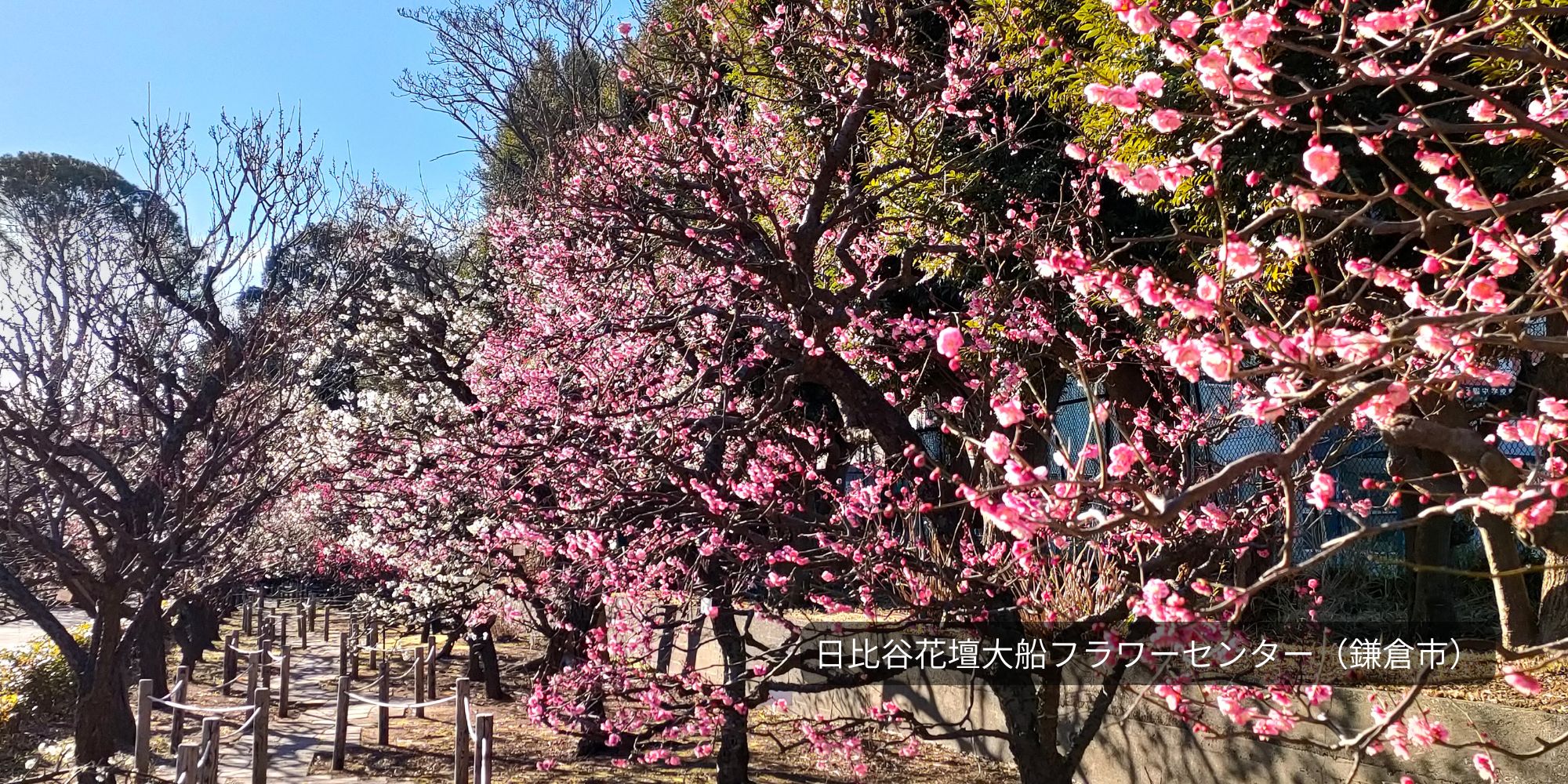 神奈川の梅の名所2026